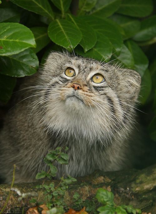 Зря. Ой, зря, ты ко мне ручонки свои тянешь