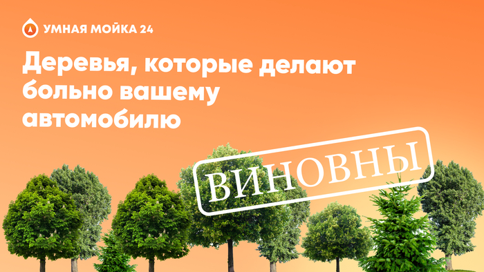 Деревья, которые делают больно вашему автомобилю Дерево, Авто