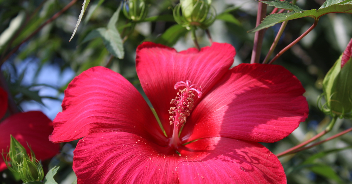 Wallpaper : poinsettia, flower, bright, red, close up 2950x2070 - CoolWallpapers