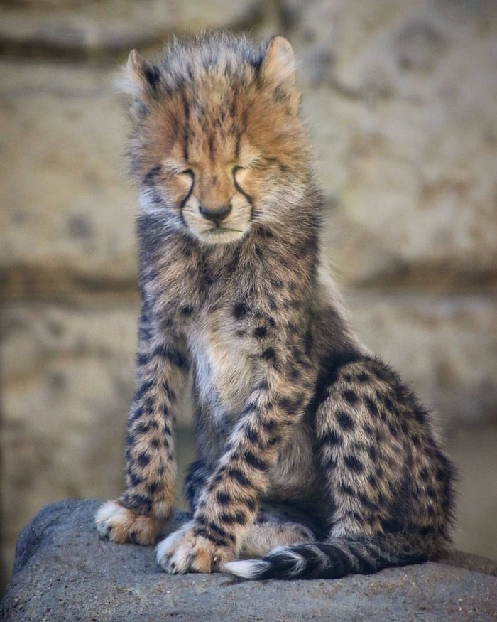 Разбудили бы перед фотосессией