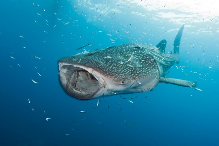 Самое крупное всеядное животное