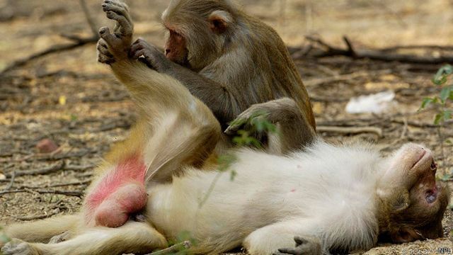 Как секс сделал из обезьяны человека