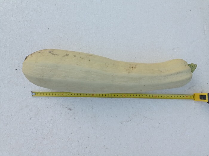 Кабачок Пикабушника!