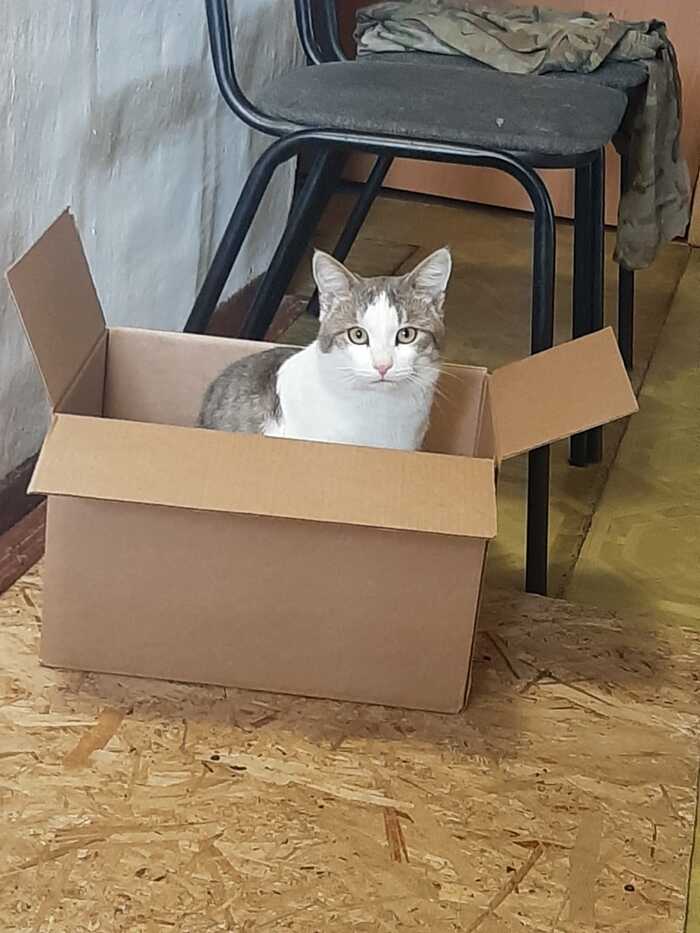 Котейку вам на вечер