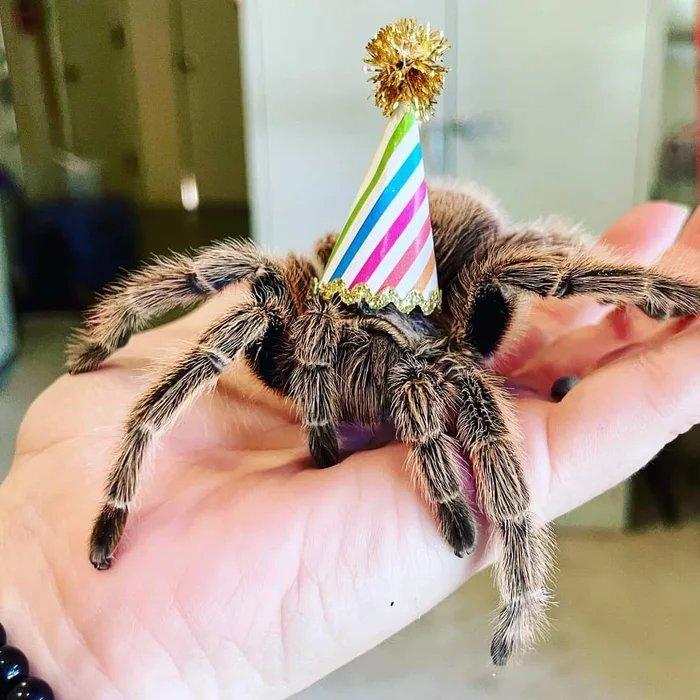 С днём арахнофобов