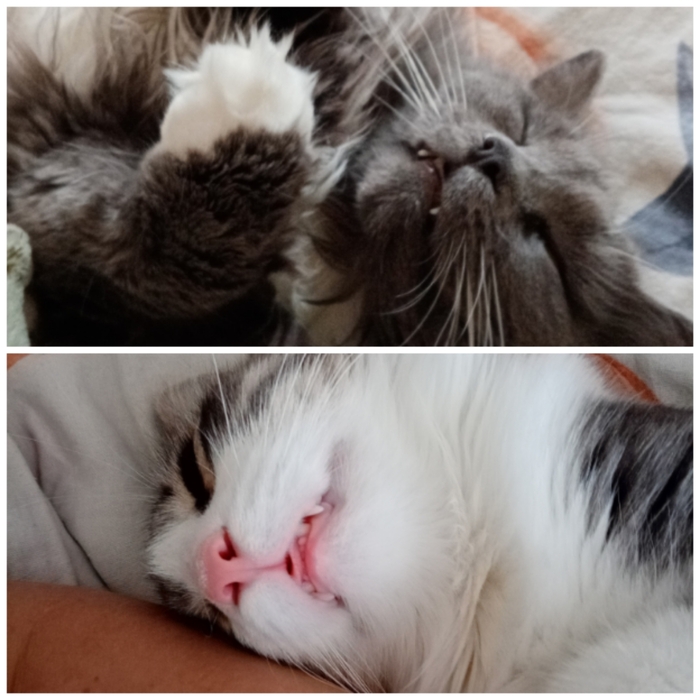 ������ ����� �����, ����� ����, �������� ���...