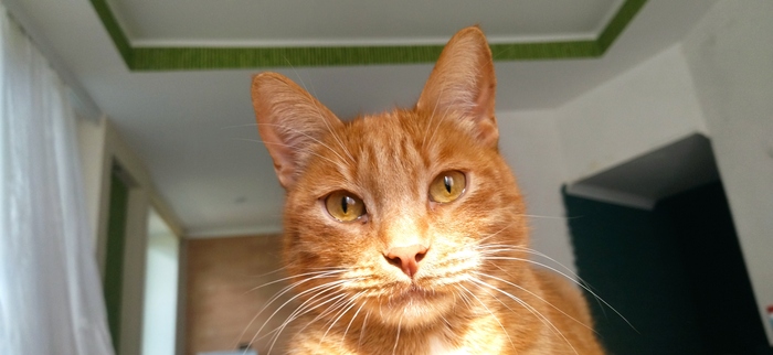 Солнечный котик