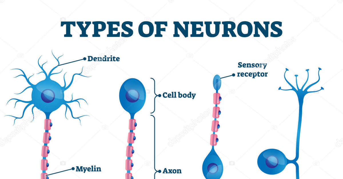 Типы нейронов униполярные биполярные. Нейронные связи в мозге. Дендрит нейрона. Какие нейроны вам известно. Строение нейрона аксон.