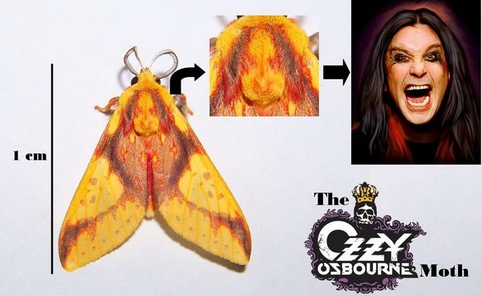 Мотылёк Оззи