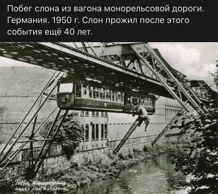 Приключения слона