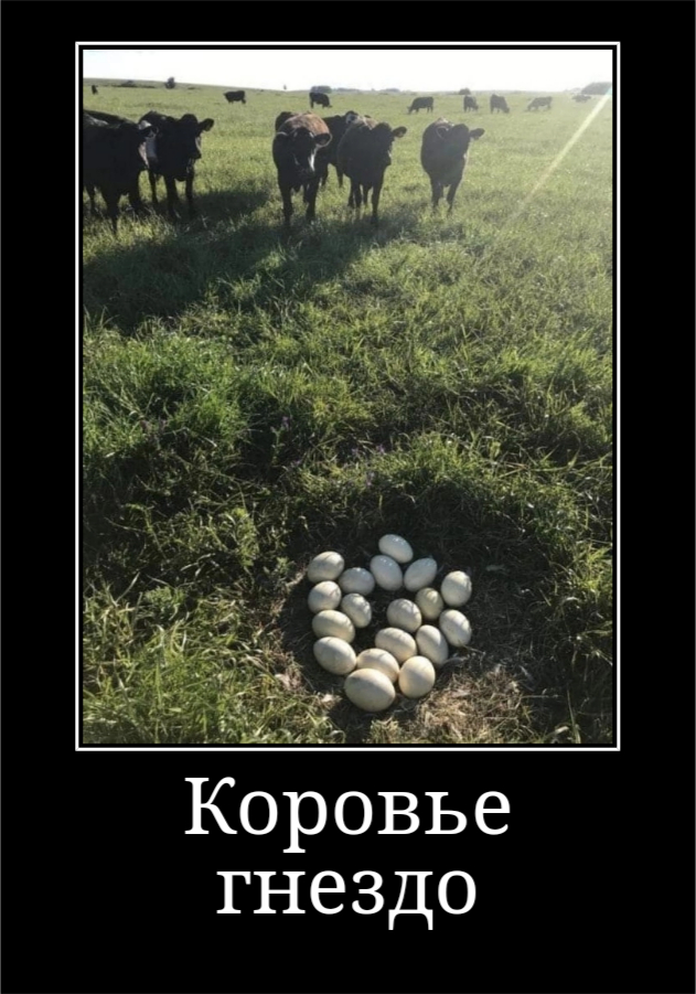 Когда впервые в деревне у бабушки