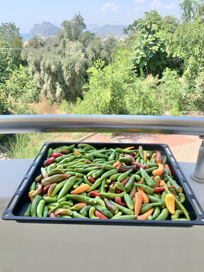 ���� ������ �����