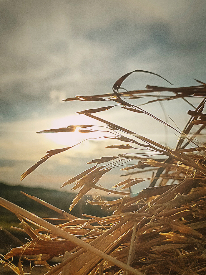 Спелым колосом лето клониться...)