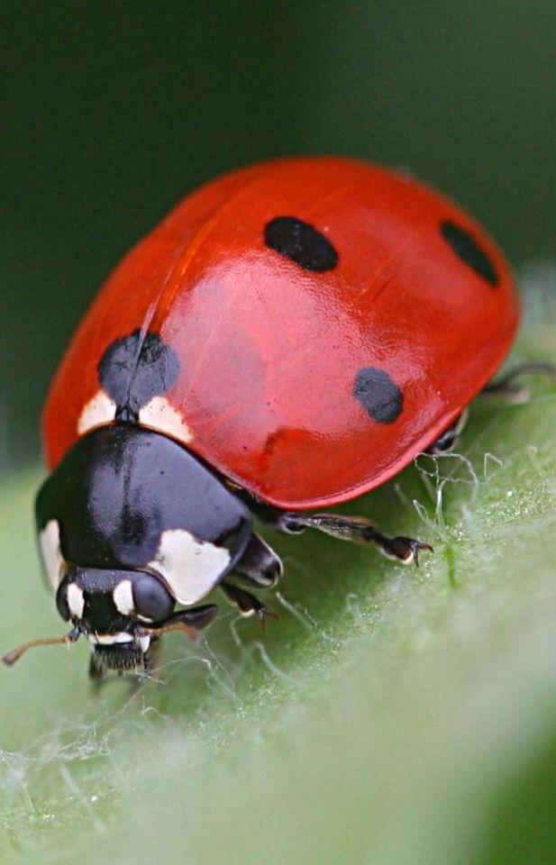 Я один помню этот стишок из детства?