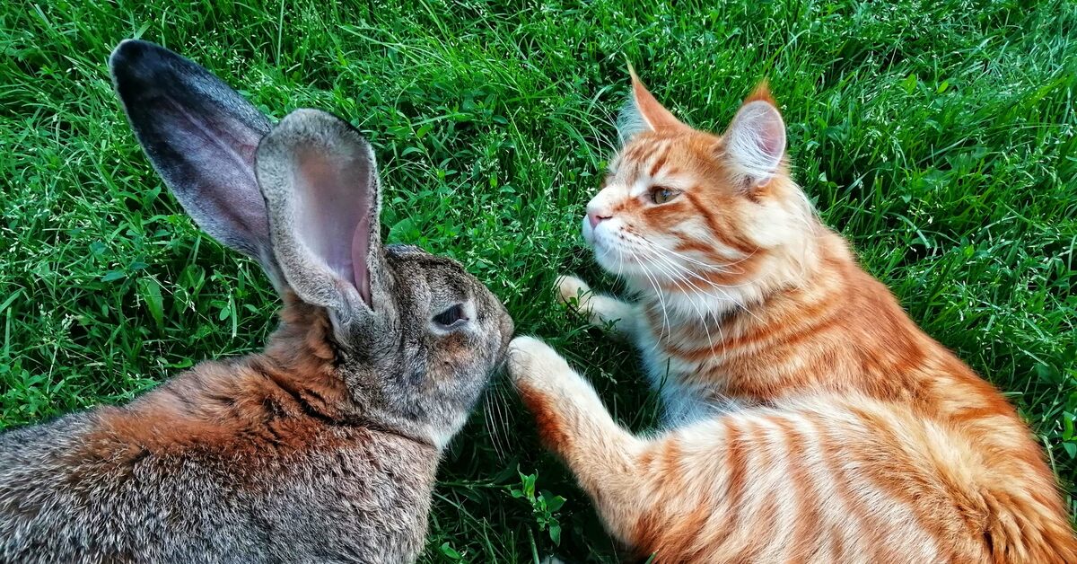 Год кота и кролика. Кролик и котик. Кот и кролик вместе. Кот и кролик фото. Кролик пикабу.