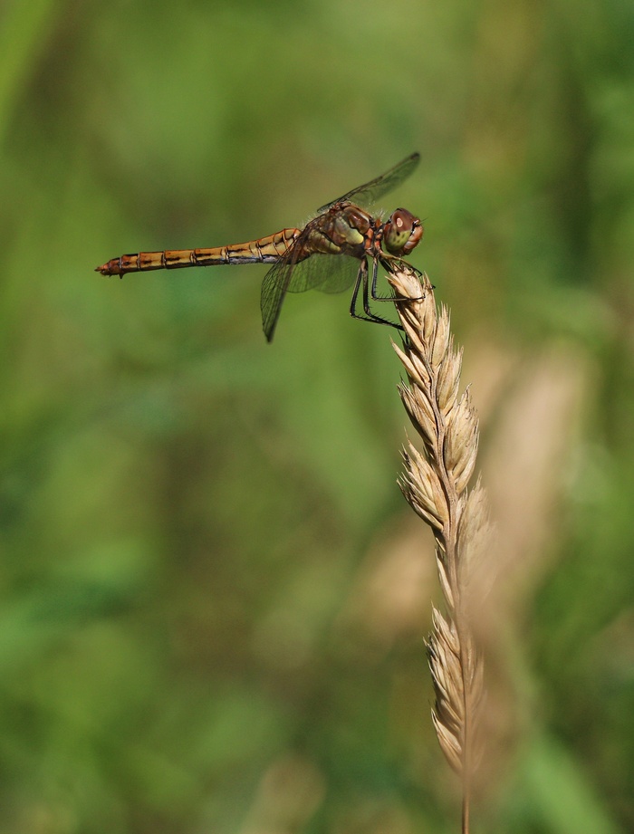 ��������� ������������