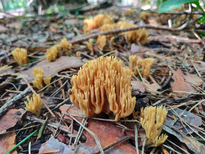 Рамария
