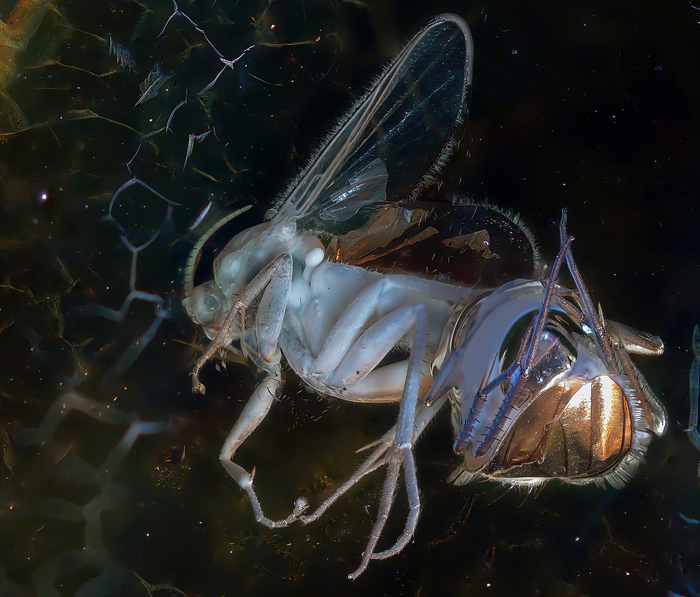 �������� ����� �������