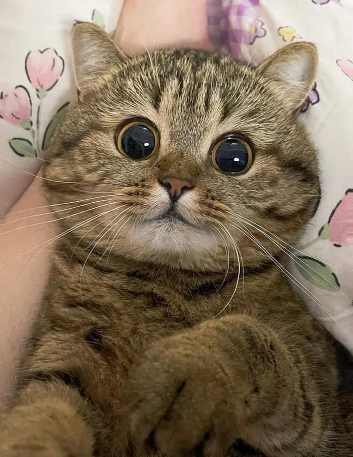 Лапусик | Пикабу