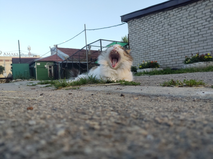 Котяра | Пикабу