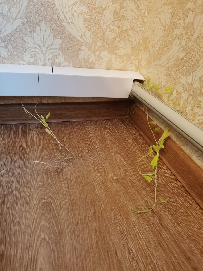 Кажется джунгли пробираются в мой дом