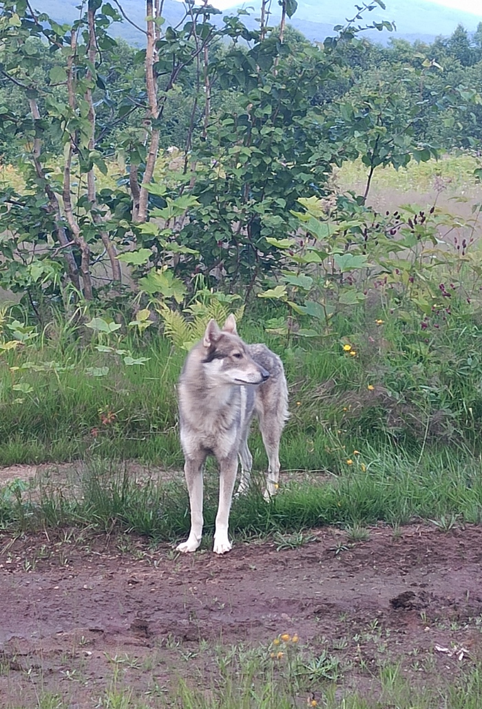 Волк или укусит