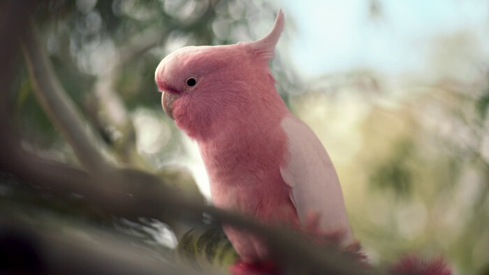 Cockatoo , ArtStation, , , 3D, ,  , 