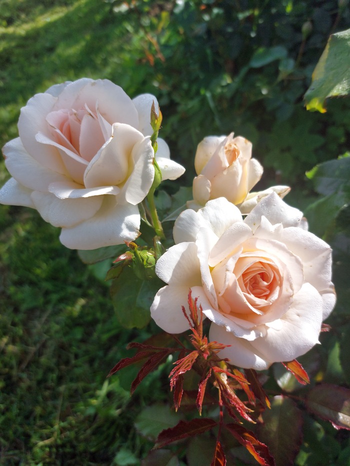  Chandos beauty  Sweet love
