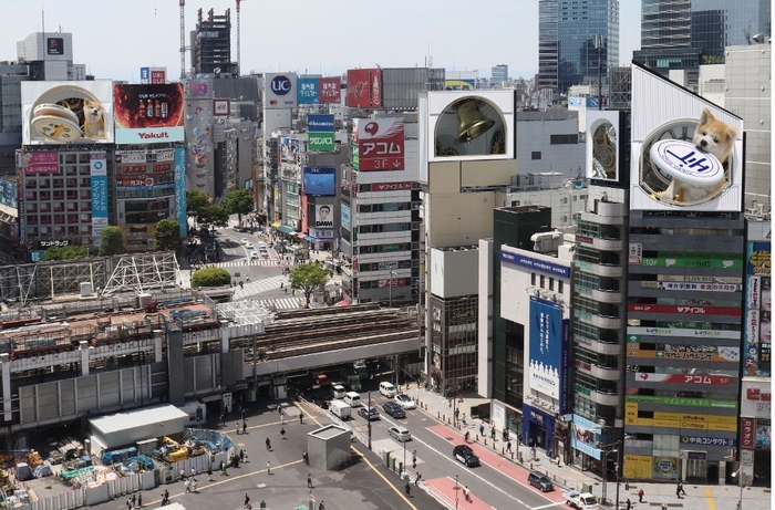В Токио появились гигантские 3D-билборды собаки породы Акита-ину Видео, Со звуком, Собака, Креативная реклама, 3D, Длиннопост, Япония, Хатико, Билборд, Часы