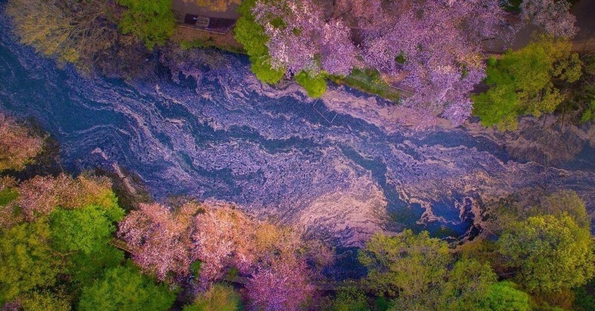 Великолепный восхитительный. Цветущая земля. Снимок года от National Geographic. Сакура у озера. Сакура с высоты фото.