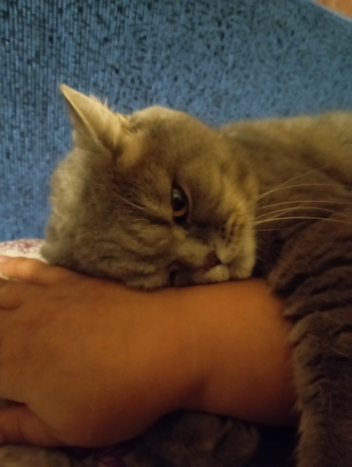 Хозяйка, тебя не было два дня