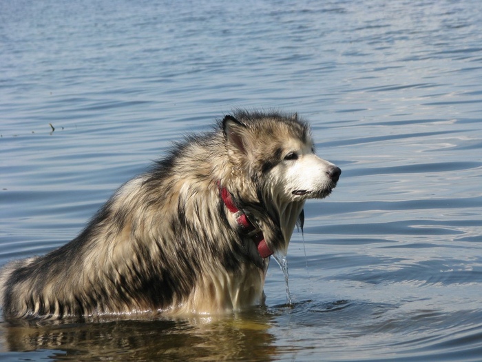 Когда твоя собака немножечко бобёр))) Собака, Аляскинский маламут, Бобры