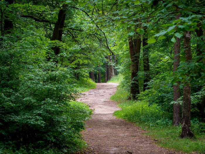 Лесная тропа