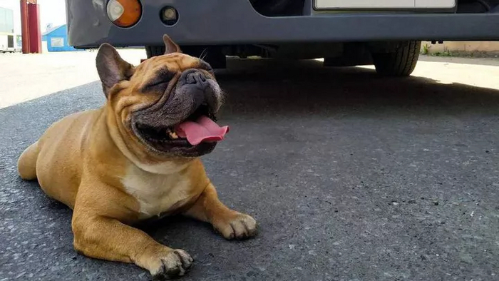 Бульдог Яша уехал кататься на автобусе, но был возвращен хозяину