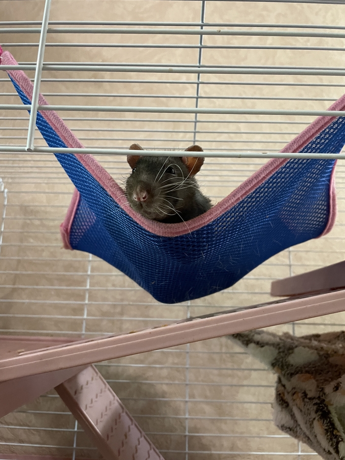 Шнобс, мистер Шнобс