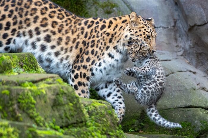Самка северо-китайского леопарда с детёнышем