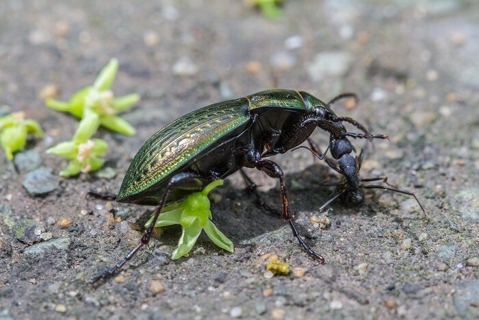 Любви все жужелицы покорны