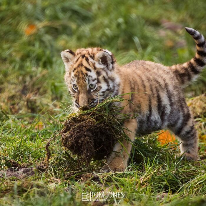 Садовник растёт. Или ландшафтный дизайнер