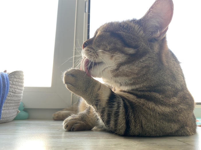 Вечерний лизь