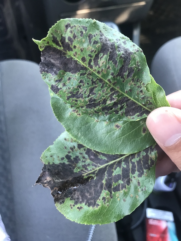 Подскажите что за болезнь