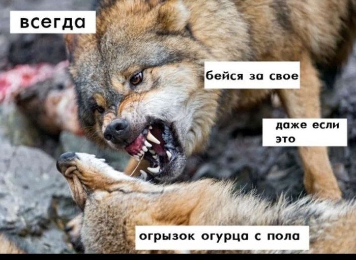 Поймут только собачники