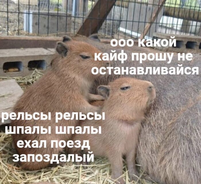 Массаж капибары