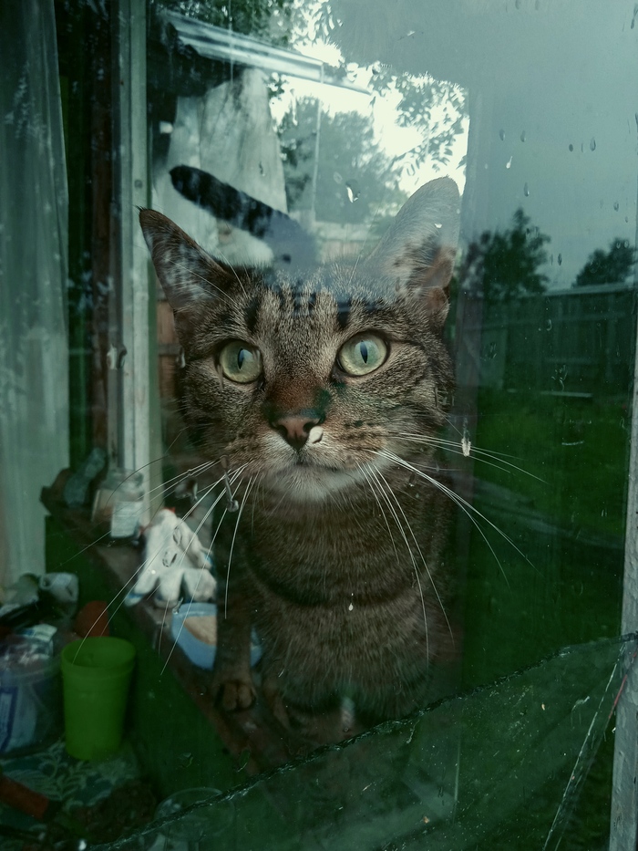 Трагичный кот