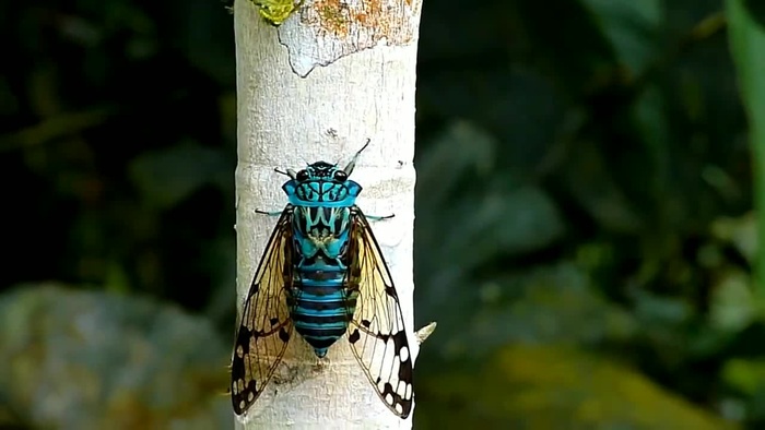 Цикады рода Zammara