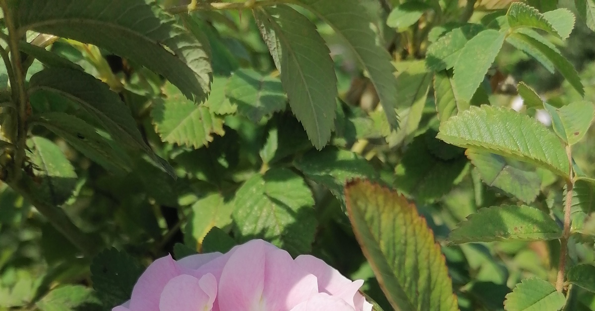 В школьном саду | Пикабу