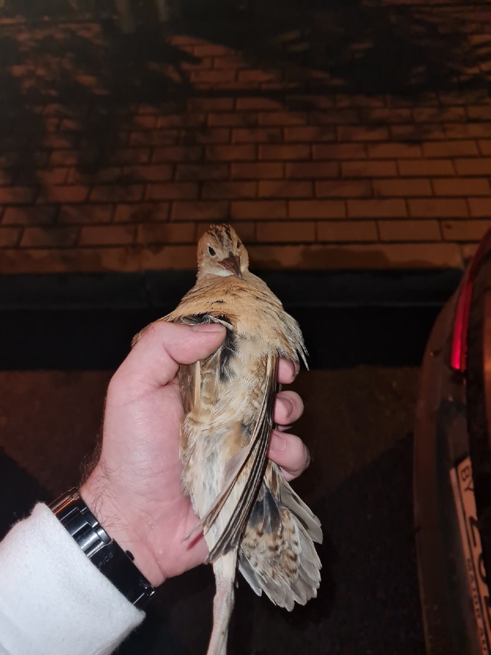 Спасение рядового перепёлки