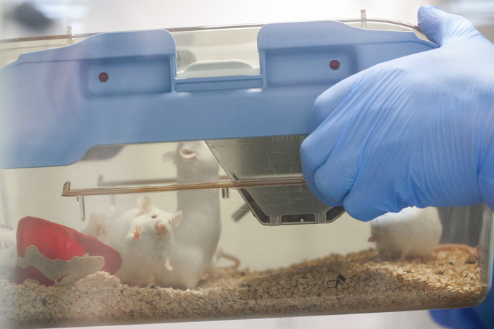 Мышей смогли заменить искусственными моделями при исследованиях лучевой терапии