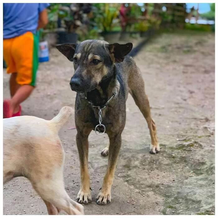 Собака привела человека в горы, чтобы спасти брошенного там ребенка Спасение, Собака, Дети, Брошенные, Награда, Длиннопост Собака привела человека в горы, чтобы спасти брошенного там ребенка Спасение, Собака, Дети, Брошенные, Награда, Длиннопост