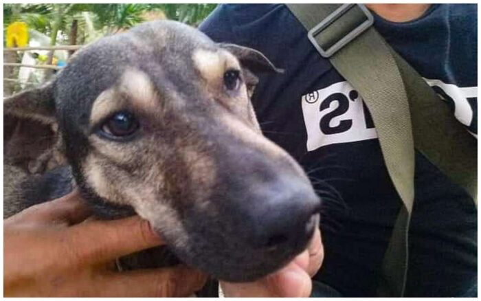 Собака привела человека в горы, чтобы спасти брошенного там ребенка Спасение, Собака, Дети, Брошенные, Награда, Длиннопост Собака привела человека в горы, чтобы спасти брошенного там ребенка Спасение, Собака, Дети, Брошенные, Награда, Длиннопост