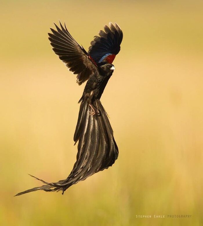 Длиннохвостый бархатный ткач